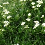 Žemenė siūlinė (Sagina subulata) 'Green Moss'
